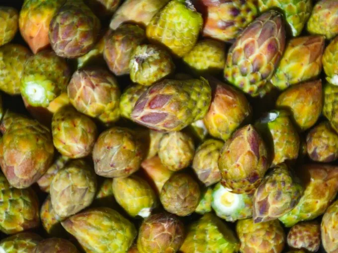 El Jonuco y sus ingredientes regionales que celebran a México