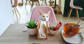 Cat-cafés